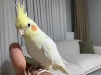 Konuşan Erkek Lutino Sultan Papağanı Bebek