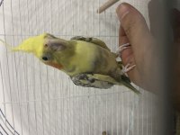 6-7 Kelime Konuşan Lutino Sultan Papağanı