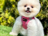 Safkan Pomeranian Boo Yavrularımız