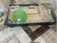 Evcil 8 aylık suriye hamster