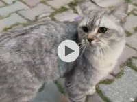 Kedimize Yuva Arıyorum