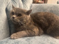 Ücretsiz british shorthair kedisi