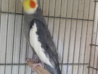 1 yaşında erkek sultan papağanı