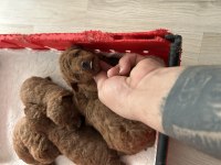 Toy poodle kore kan yavrular