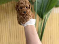 REFERANS YAVRU KÖPEKLER
