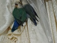 Yavru sevda papağanı