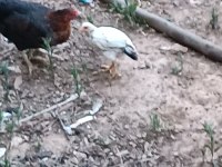 Güzel civcivler 3 aylık