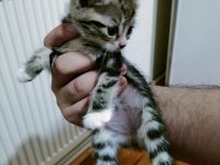 Ücretsiz sahiplendirilecek british shorthair melezi