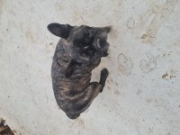 French Bulldog Yuvasını Arıyor