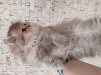 Güzel suratlı british longhair güneş