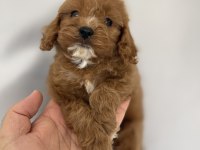 MALTİPOO YAVRULARIMIZ