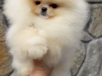 MUHTEŞEM KALİTE ORİJİNAL IRK POMERANİAN BOO DİŞİ