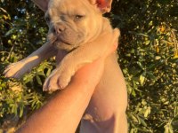 60 Günlük Son Kalan Erkek Yavru French Bulldog
