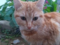 Sarman kedim