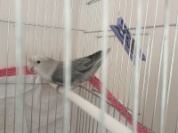Sevda papağanı erkek