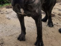 Sahibinden 8 aylık cane corso