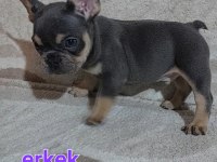 Renk renk french bulldog
