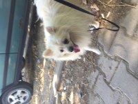 Acil sahiplenme spitz