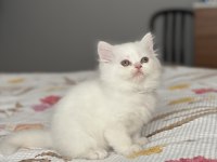 SAFKAN İRAN PERSİAN YAVRULARIMIZ YENİ YUVASINI BEKLİYOR
