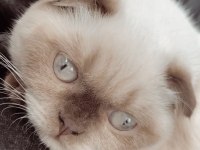 Scottish fold merkür dişi kalıcı yuva arıyoruz