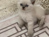 Blue point british shorthair bebeklerim