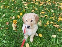 Safkan golden retriever 4 aylık
