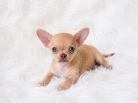 WC eğitimli cep boy chihuahua
