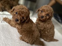 Orjinal Toy Poodle Yavrularım