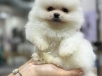 Pomeranian Boo 2-3 Aylık
