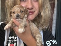 Maltipoo Yavrularımız