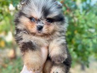 Pomeranian Merle Bebeğimiz