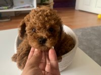 Toy Poodle Puppy Sağlık Irk Garantili