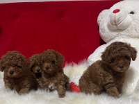 Kore orjinal toy poodle iki dişi iki erkek