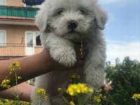 Maltipoo bebişler