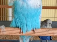 Show jumbo muhabbet kuşları