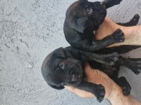 Cane Corso Köpeğimiz