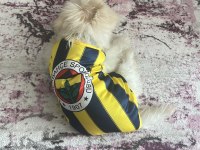 Maltese pomerian mix yavru