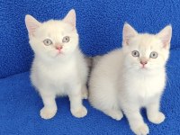 YENİ YUVASINA GİTMEYE HAZIR  BRİTİSH PONÇİK