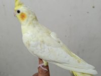 Evcil Sarı Şeker Sultan Papağanı
