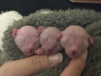 Yavru sphynx