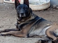 SAFKAN BELÇİKA KURDU MALINOIS YAVRULARI 5 ERKEK-5 DİŞİ