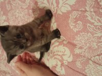 British shorthair yavrularımız