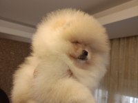 3 aylık dişi pomeranian boo teddy bear üst kalite