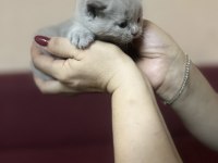 British Shorthair Yavrular
