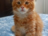 Full şecereli maine coon ünvanlı ebeveynlerden