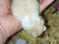 UZUN TÜY ÖZEL TÜR TEDDY BEAR HAMSTER BAŞKA YERDE YOK