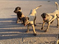 Orjinal kangal köpekleri