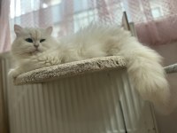 Breeding şecereli by33 tecrübeli british longhair