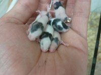 Panda mice