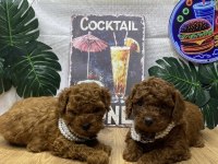 KORE POODLE YAVRULARI